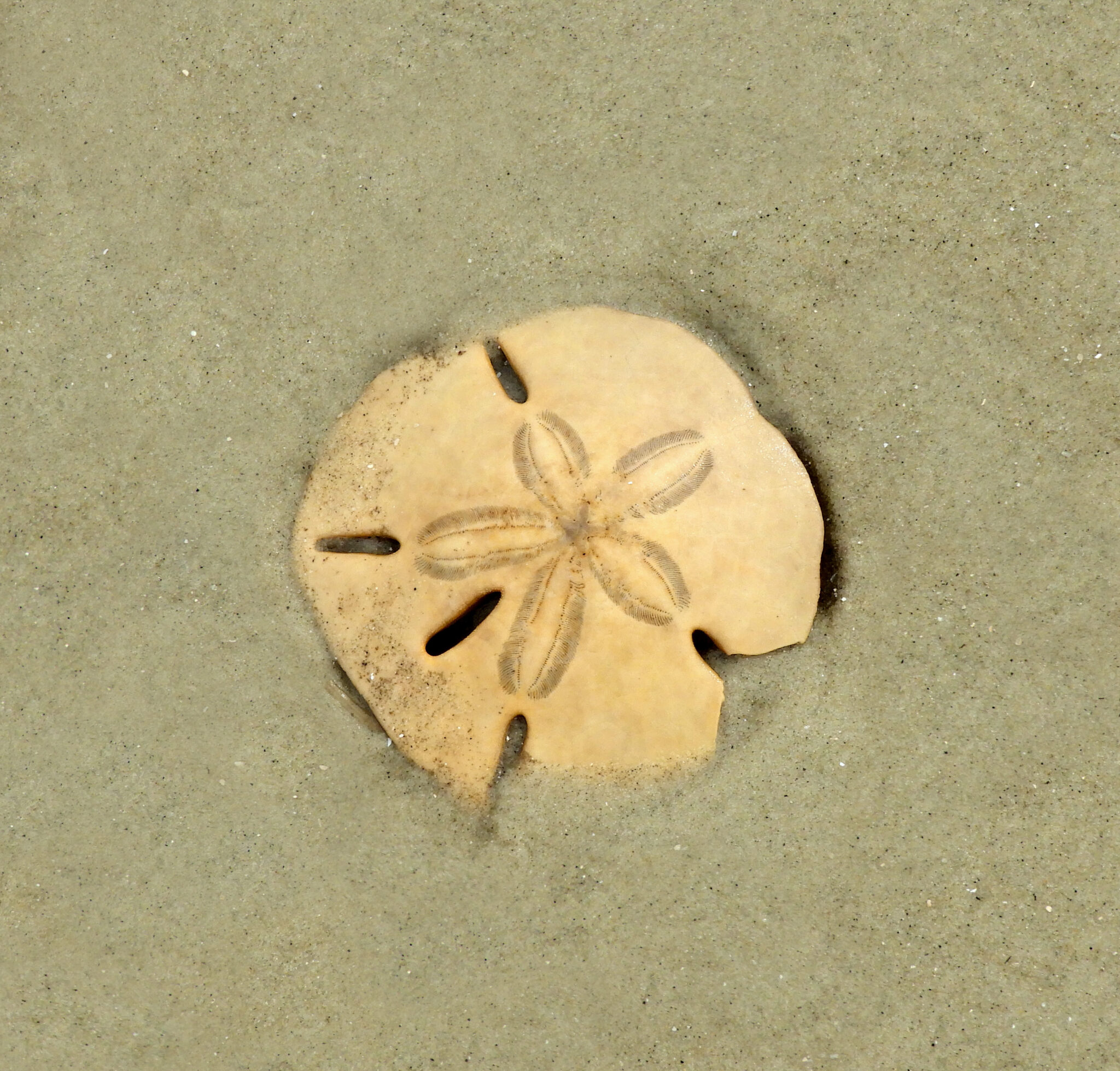 Sand dollar resting in shallow coastal water