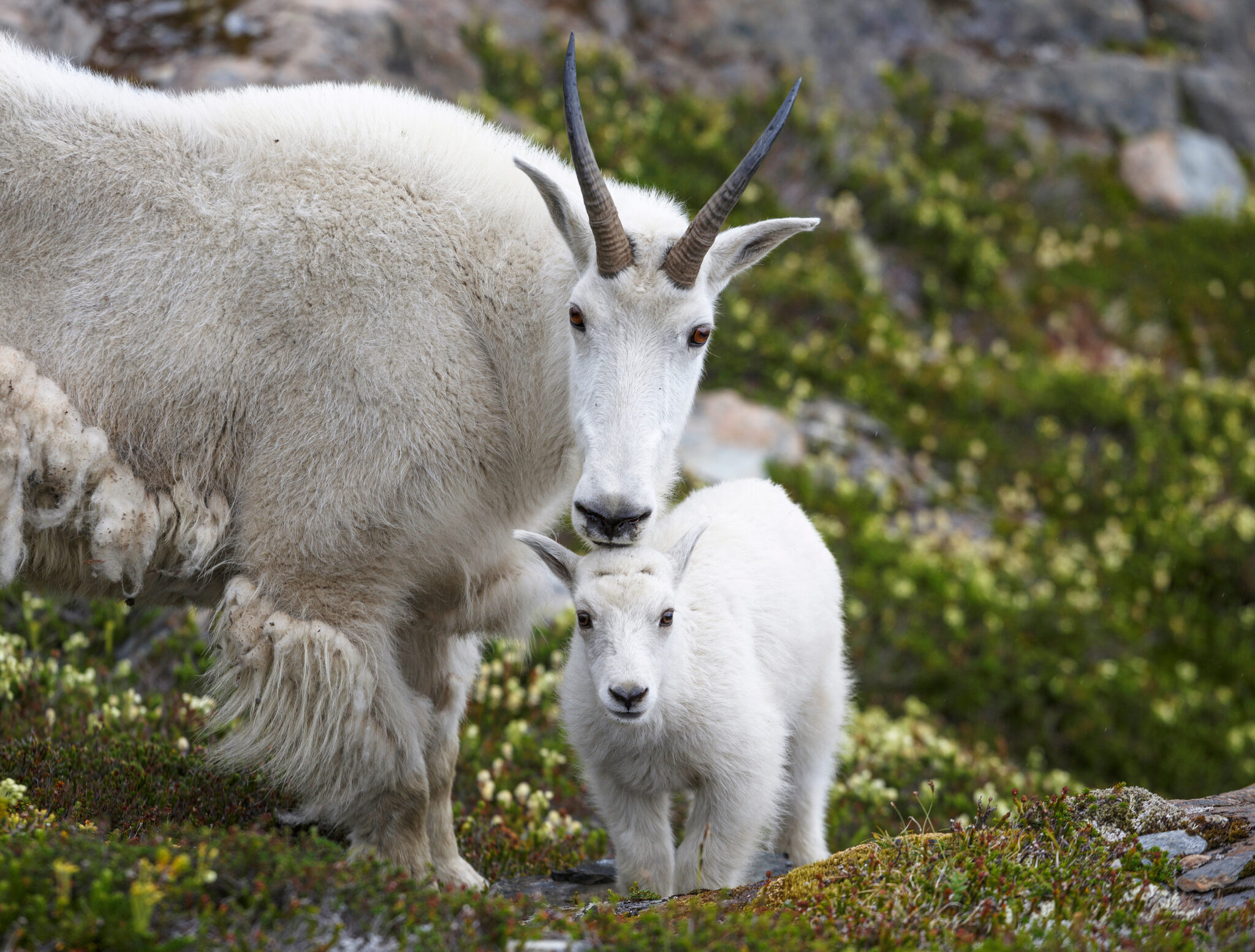 Mountain goats in Alaska