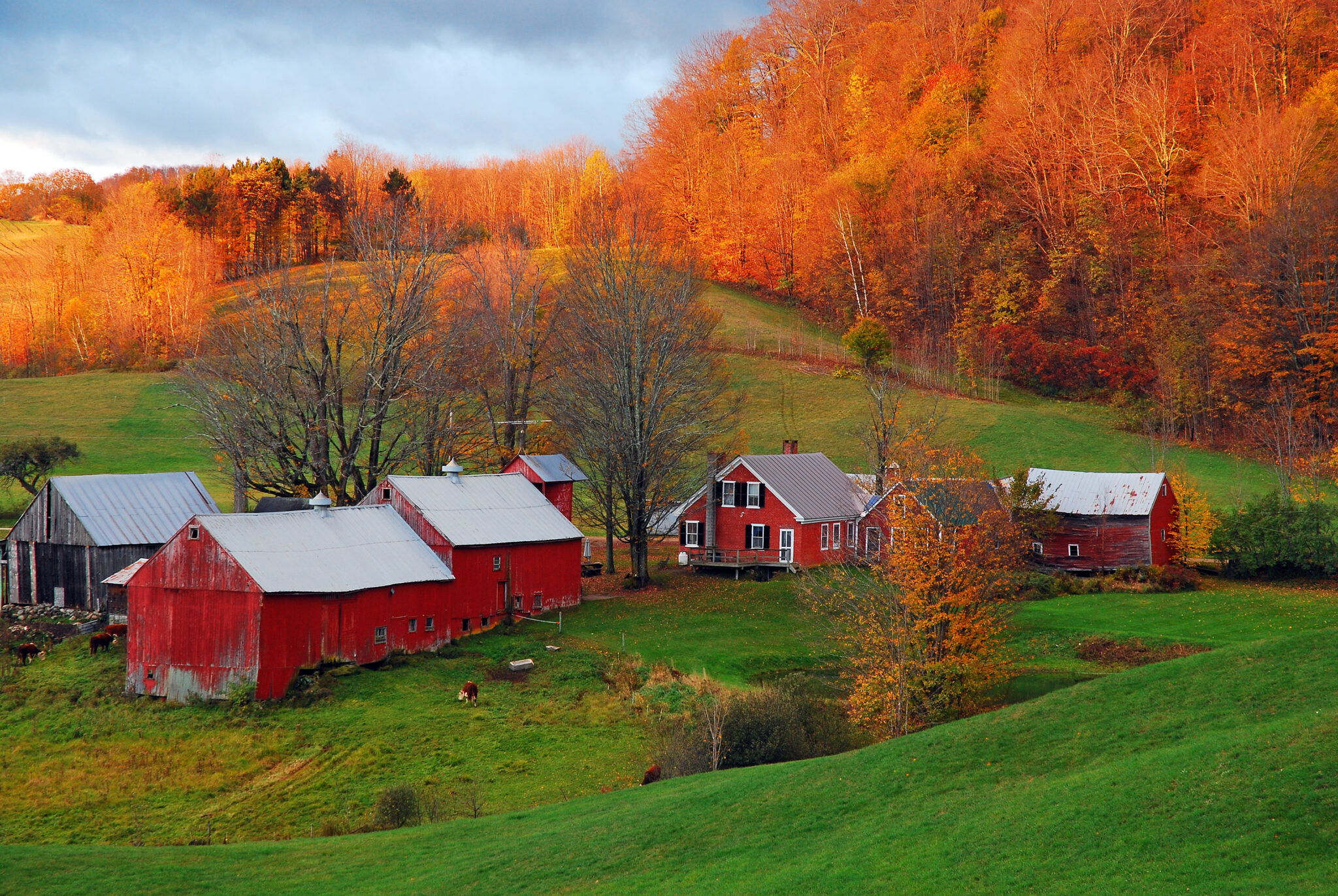 Red Vermont farm surrounded by peak autumn foliage
