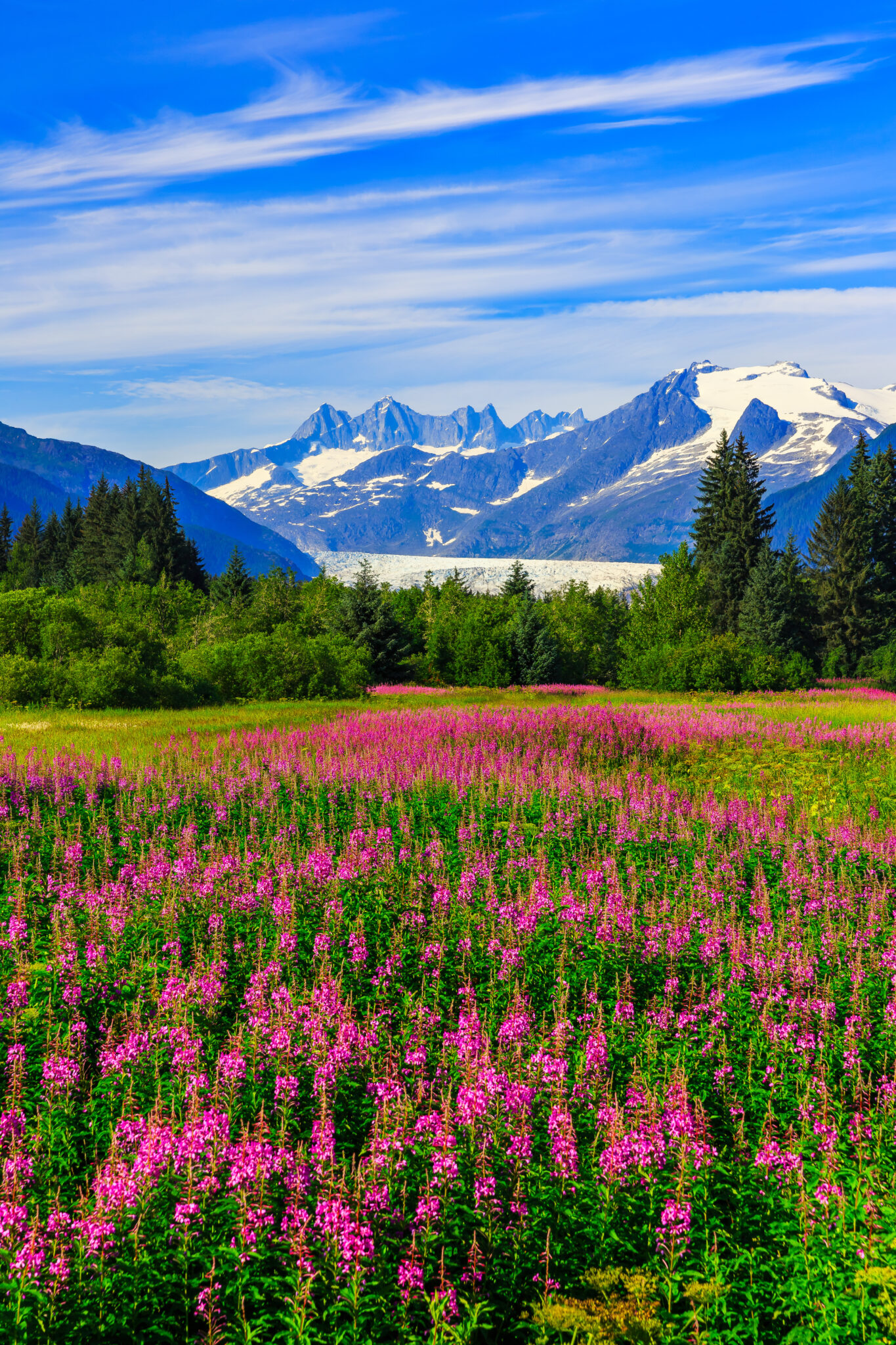 Alaska mountains and summer wildflowers